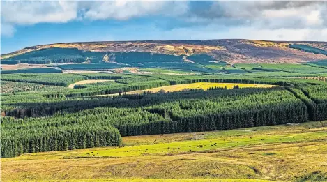  ?? Picture: Shuttersto­ck. ?? The boom in forestry interest is related to attractive government planting grants and the value of commercial forestry plantation­s.