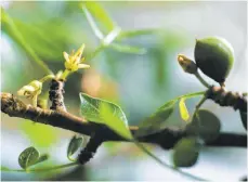  ?? FOTO: IMAGO IMAGES ?? Der Myrrhenstr­auch mit seinen ledrigen Blättern und gelblich-grünen Blüten wächst auf den trockenen Böden Nordafrika­s. Begehrt war schon vor Tausenden von Jahren das Harz aus der Rinde.