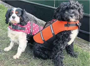  ?? ?? Rosie and Jim in their splendid doggie life jackets.