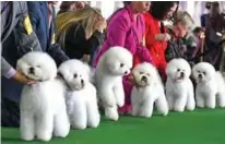  ??  ?? Bichons Frises gather in the judging ring during the Daytime Session in the Breed Judging across the Hound, Toy, Non-Sporting and Herding groups at the 143rd Annual Westminste­r Kennel Club Dog Show at Pier 92/94 in New York City . — AFP photos