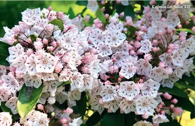  ??  ?? Kalmia latifolia ‘Elf’