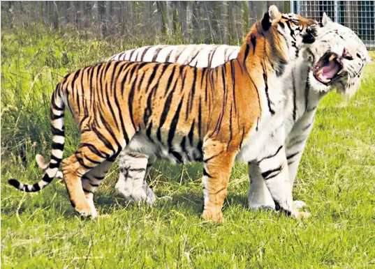  ??  ?? Bank holiday tragedy: a white tiger and a Malayan tiger at Hamerton Zoo Park in Cambridges­hire. One of the keepers died in a ‘freak accident’ in the animals’ enclosure, the zoo said