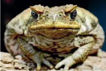  ?? REUTERS ?? Scientists have discovered that female cane toads are attracted to low-frequency mating calls from males.