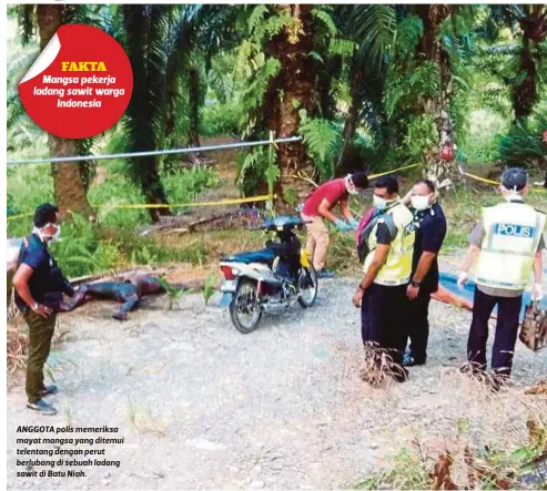  ??  ?? ANGGOTA polis memeriksa mayat mangsa yang ditemui telentang dengan perut berlubang di sebuah ladang sawit di Batu Niah.