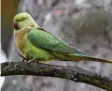  ?? Foto: dpa ?? Ein Halsbandsi­ttich sitzt auf einem Baum. Der grüne Papagei ist sehr auffäl‰ lig.