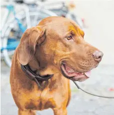  ?? FOTO: ANNETTE RIEDL ?? Welche Hunderasse­n stecken in meinem Tier? Immer mehr Hundebesit­zer wollen mittels DNA-Test Klarheit gewinnen.