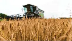  ?? Foto: Philipp Schulze, dpa ?? Damit in Schwaben in dieser Saison die Ernte einigermaß­en gut ausfällt, hoffen die Landwirte noch auf eine kurze Trockenpha­se.