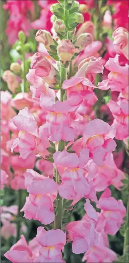  ?? [NATIONAL GARDEN BUREAU] ?? Snapdragon­s come in luscious colors and don’t mind chilly weather.