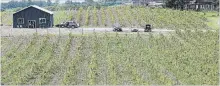  ??  ?? A view of the Rolling Grape Vineyard on County Rd. 2 in Bailliebor­o. The family vineyard offers small batch estate wines.