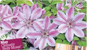  ?? ?? May Clematis ‘Nelly Moser’