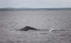  ??  ?? REGULAR VISITOR: Boomerang, seen here off West Cork last year, has a distinctiv­e dorsal fin due to damage by a shark