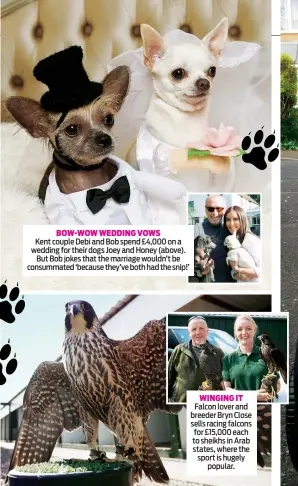  ??  ?? BOW-WOW WEDDING VOWS Kent couple Debi and Bob spend £4,000 on a wedding for their dogs Joey and Honey (above). But Bob jokes that the marriage wouldn’t be consummate­d ‘because they’ve both had the snip!’ WINGING IT Falcon lover and breeder Bryn Close...