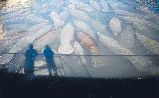  ?? Photo: REUTERS ?? Vulnerable: Manatees gather near the outlet where Florida Power & Light Company pipes warm water at a power plant undergoing renovation in Riviera Beach, Florida. Arecord number of manatees were counted during a statewide survey in February, state...