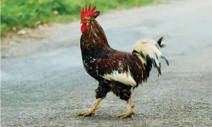  ?? Photograph: Animal Photograph­y/Alamy ?? Carlino (not pictured) kept waking up the neighbours at 4.30am.