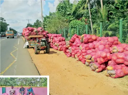  ??  ?? Pumpkin, pumpkin and more pumpkin in Karuwalaga­swewa, Anuradhapu­ra. Pix by Jayaratna Wickramaar­achchi