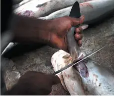  ?? AP FILE PHOTO ?? A worker cuts a shark fin at a fish market in Dubai, United Arab Emirates in 2012. Carving fins off live sharks and leaving them in the ocean to drown will become illegal in Canada.