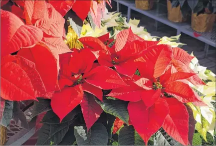  ?? SUBMITTED ?? The poinsettia plant is the No. 1 seasonal flowering plant this time of year.