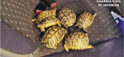  ??  ?? Some of the tortoises which were found by the investigat­ing officers