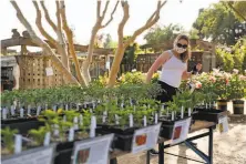  ?? Scott Strazzante / The Chronicle ?? Haley Bisgaard shops at Cottage Gardens in Petaluma. A movement is growing for more reopenings in Sonoma County.