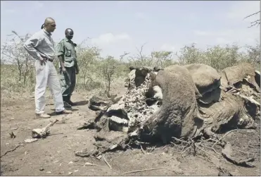  ?? Picture: AP ?? The operations came too late for this elephant killed by poachers in Tanzania for its ivory