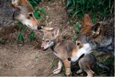  ?? Associated Press ?? ■ The parents of this 7-week-old red wolf pup keep an eye on their offspring June 13, 2017, at the Museum of Life and Science in Durham, N.C.