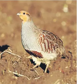  ?? Picture: Getty Images. ?? The grey partridge is a favourite of Angus’s but the bird faces an uncertain future.