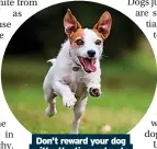  ?? ?? Don’t reward your dog with attention or treats when it jumps up