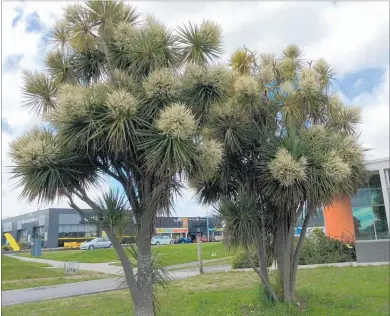  ??  ?? Flowering cabbage trees at Paraparaum­u.