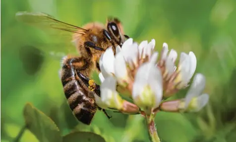  ?? Foto: Florian Wolf/Archiv ?? Ein überpartei­liches Aktionsbün­dnis hat sich im Landkreis Donau-Ries für das Volksbegeh­ren der ÖDP „Rettet die Bienen!“gebildet.