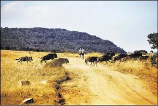  ??  ?? Runners get a safari experience in the Big Five Marathon in South Africa, where rangers with guns monitor the course in case animals get too close.