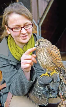  ??  ?? Er will doch nur spielen: Greifvogel-Expertin Hannah Pütz lässt Turmfalken Bennie auch mal in ihre Finger picken. Das schafft Vertrauen.