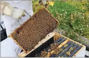  ?? PHOTO COURTESY OF BEES IN THE D ?? A volunteer with the nonprofit Bees in the D checks a hive. Royal Oak is moving to have Bees in the D to set up and manage two hives in the nature area of the park at Normandy Oaks.