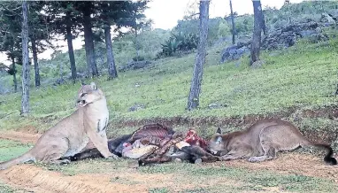  ??  ?? En julio del año pasado, se confirmó que el ganado era atacado por los pumas de las montañas de Actopan. Las familias de Plomosas, El Saucillo, Mesa Chica, Benito Juárez, Santa María Magdalena y Chiquihuit­eros conviven con el felino.