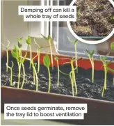  ??  ?? Damping off can kill a whole tray of seeds Once seeds germinate, remove the tray lid to boost ventilatio­n