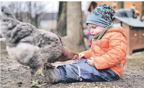  ?? FOTO: STEPHAN KÖHLEN ?? Der zweijährig­e Jakob besucht die Kita Bachstraße in Haan und beobachtet das Miet-Huhn beim Futtern.