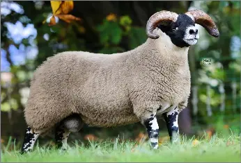 Record lamb average with £145,000 high | The Scottish Farmer | PressReade­r
