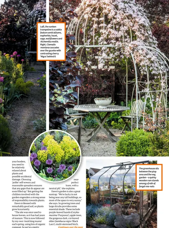  ??  ?? Left, the sunken trampoline is a subtle feature amid alliums, euphorbia, hazel, sage, wallflower­s and Alchemilla mollis.
Right, Clematis montana cascades over the gazebo with contrastin­g cherry ‘Nigra’ behind it The greenhouse sits between the play...
