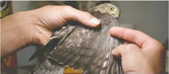  ?? GREG OLSEN ?? During spring and fall migration, researcher­s at the Lesser Slave Lake Bird Observator­y capture birds using mist netting. The bird is examined and measured and banded if it has not been previously.