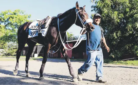  ?? Ramon.zayas@gfrmedia.com ?? LISTOS PA’ LA COMPETENCI­A Bastian y su groom, Edwin Robles, regresan a su cuadra luego del penúltimo trabajo para el Derby Puertorriq­ueño que se corre este domingo en Camarero.