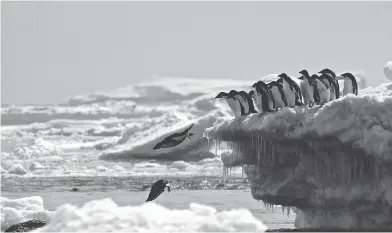  ?? RACHAEL HERMAN / STONY BROOK UNIVERSITY / LOUISIANA STATE UNIVERSITY / AFP ?? Adelie penguins leap from an iceberg at Danger Islands in the east Antarctica, where scientists have discovered a thriving “hot spot” of some 1.5 million of the birds. “It is a huge number of penguins,” says a research team member.