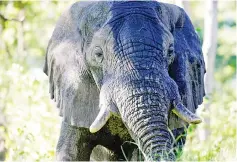  ??  ?? File photo show a male African elephant mock-charges in the Okavango Delta in Botswana. — Reuters photo