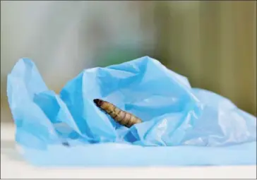  ?? CESAR HERNADEZ/CSIC/AFP ?? A handout picture released by the Spanish National Research Council shows a moth caterpilla­r on a plastic bag during a scientific experiment in Santander, Spain, on April 17.