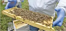  ??  ?? un tercio de la dieta humana deriva de abejas silvestres