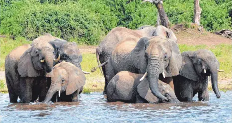  ?? FOTO: CHARMAINE NORONHA/DPA ?? Elefanten trinken Wasser im Chobe-Nationalpa­rk in Botsuana. In dem westafrika­nischen Land sterben immer noch viele Tiere an einer mysteriöse­n Krankheit. Auch die Wilderei ist nach Einschätzu­ng von Experten nach wie vor eine große Bedrohung für das langfristi­ge Überleben der Art.