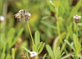  ?? JAY JANNER / AMERICAN-STATESMAN ?? A honeybee finds a flower Wednesday on the East Austin campus of BAE Systems. The American Honey Bee Protection Agency has placed hives on the contractor’s property.