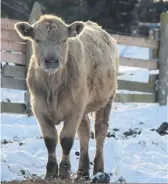  ?? ?? Après les éleveurs de volailles, voilà que les éleveurs de bovins et les producteur­s de lait sont à leur tour invités à rehausser leur vigilance face à la propagatio­n possible de la grippe aviaire dans leurs troupeaux.