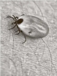  ?? ?? The most prevalent and commonly known tick-borne disease in North America is Lyme disease.