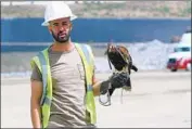  ?? Raul Roa Times Community News ?? DAVID FELICIANO of Adam’s Falconry Service uses Bollo, his most trusted hawk, to deter seagulls from gathering at a San Juan Capistrano landfill.