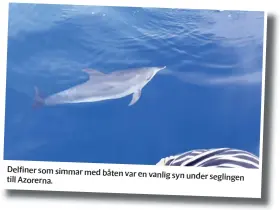  ??  ?? delfiner som simmar med båten var en vanlig syn under seglingen till azorerna.