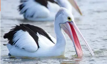  ??  ?? Australian pelican